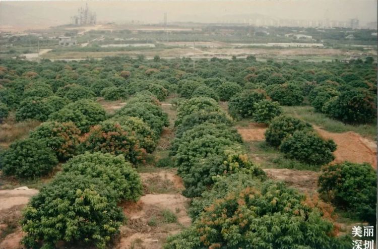 深圳公园的故事｜先锋实践，甜蜜家园——香蜜公园