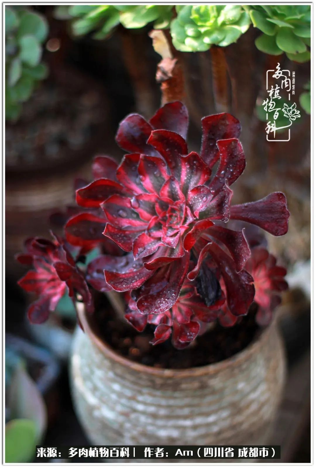 人间四月芳菲尽不负春光不负你,人间四月芳菲尽问春归何处