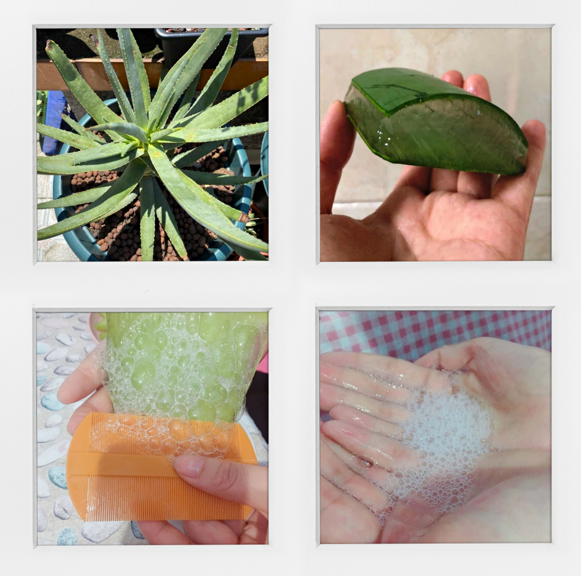 喜欢养花的人都会养什么花,喜欢养花的能不能养猫