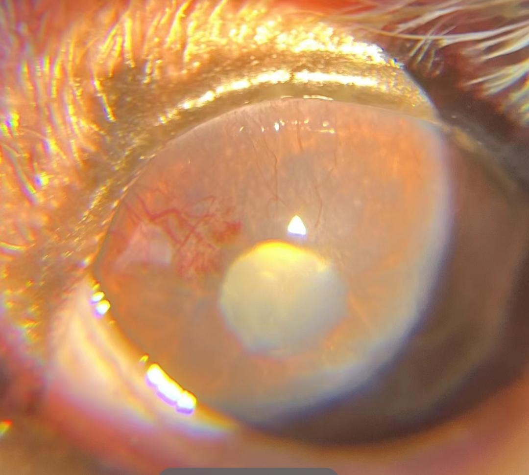 狗狗的眼睛睁不开怎么办,怎么知道狗狗是不是干眼症