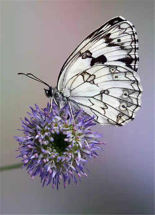 分享——自然界最美丽的蝴蝶,优美的身姿,轻盈的体态飘舞花丛中