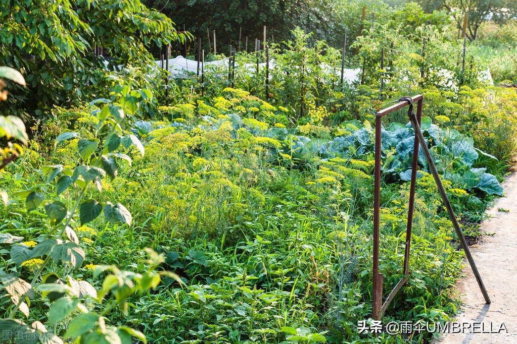 俄国风情：吉林老金在俄罗斯种蔬菜，成了当地的蔬菜大王