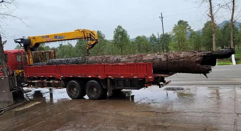 南充阆中挖乌木,南充挖乌木