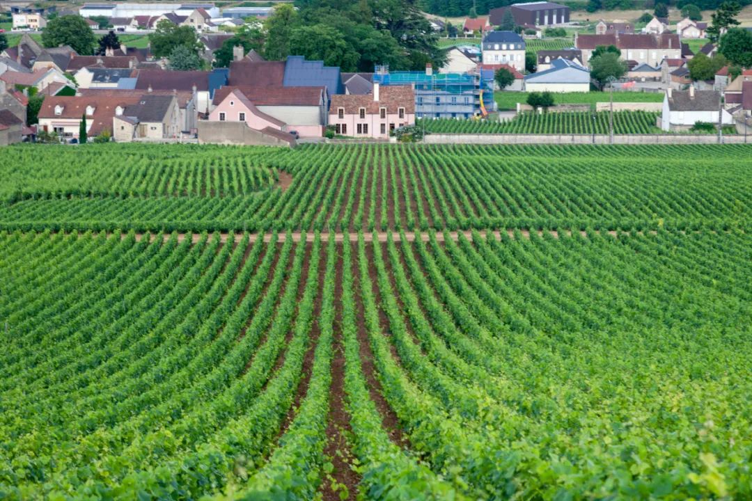 详解五大著名的葡萄酒产区,十大最好的葡萄酒产区