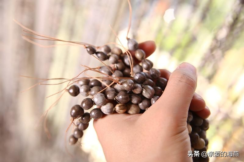 农村常见的草珠子,农村的草珠子有什么作用吗