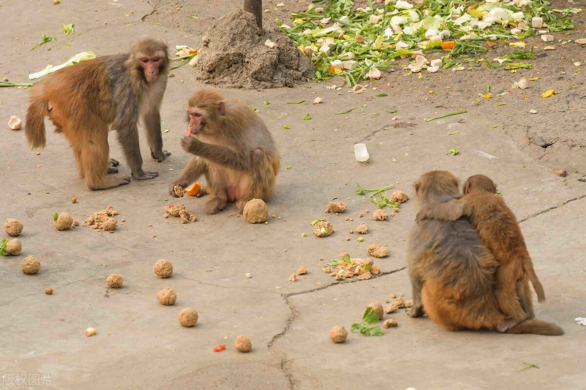 印度发生狗猴子大战,猴子被藏獒暴打