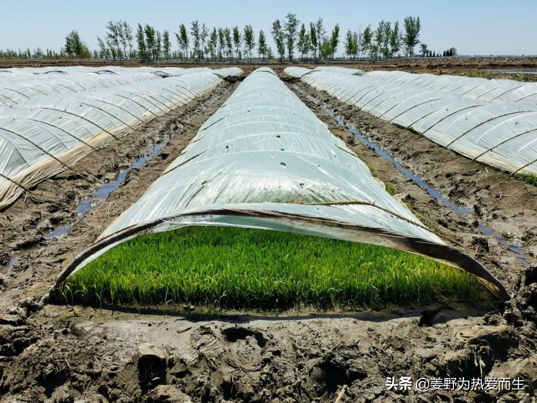 螃蟹怎么养才认人,养螃蟹的十大忌讳