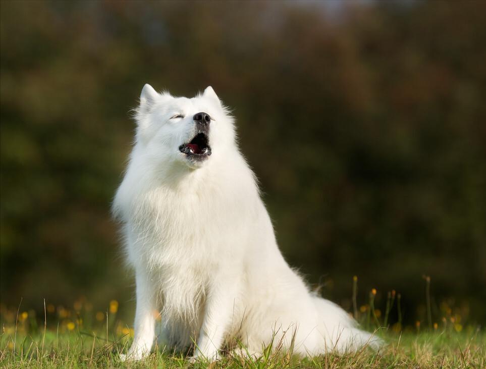 想买萨摩耶怕串串？记住这5点，轻松鉴别