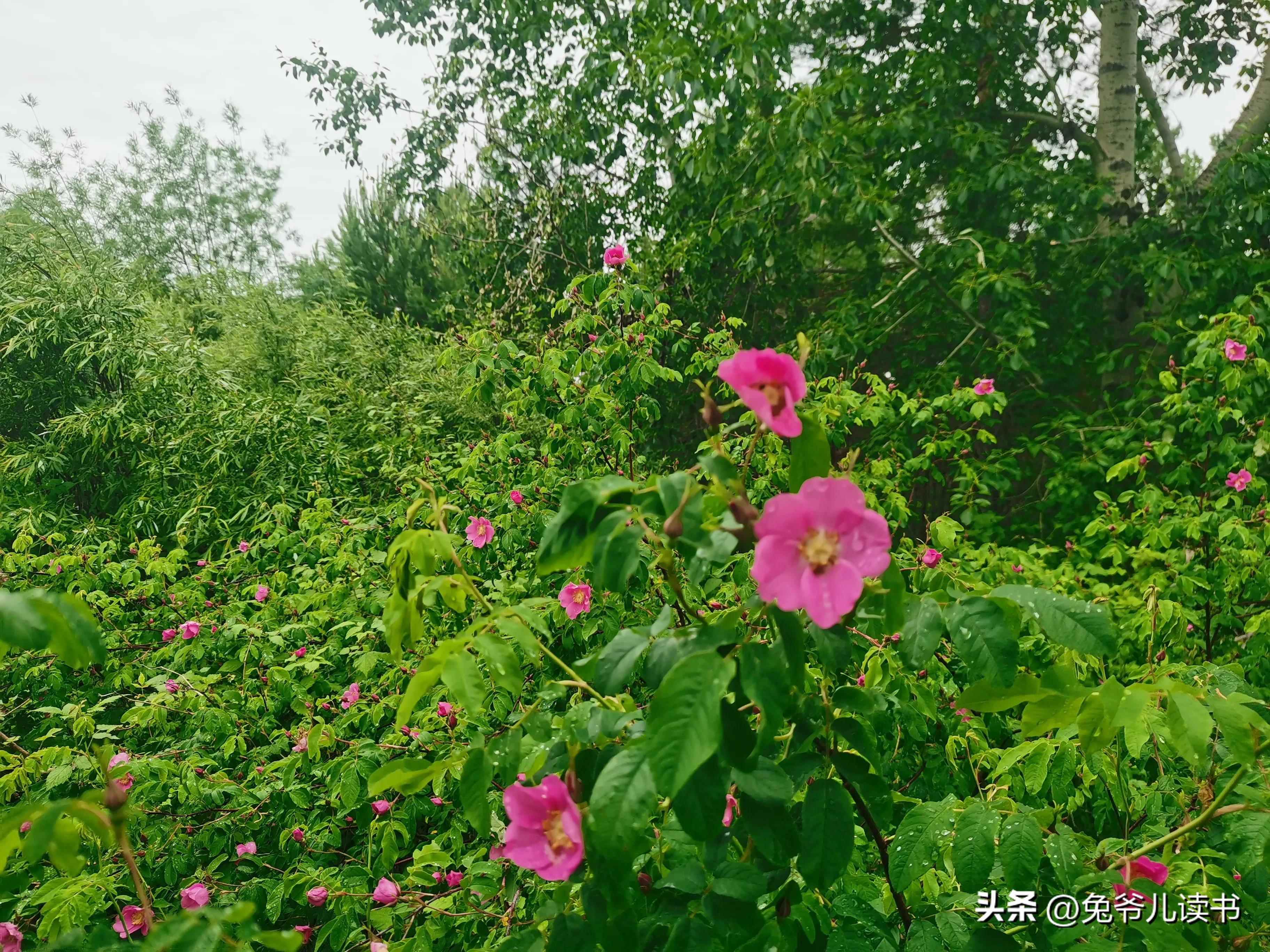 北极村圆梦之旅,北极村旅行有感