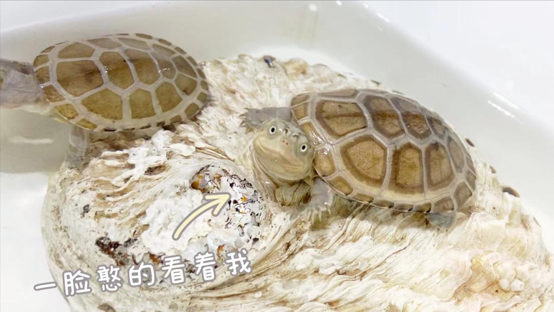 乌龟死后怎样处理,乌龟死亡后怎么弄成标本