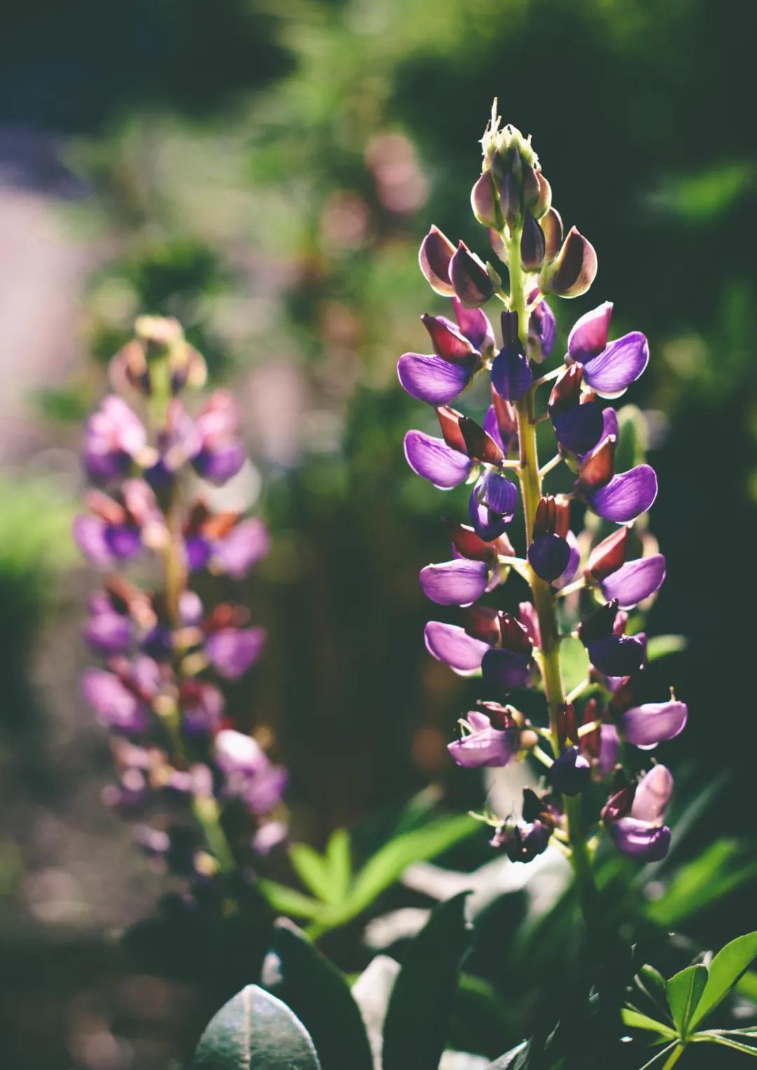 时光清浅岁月流年,时光悠然岁月清浅