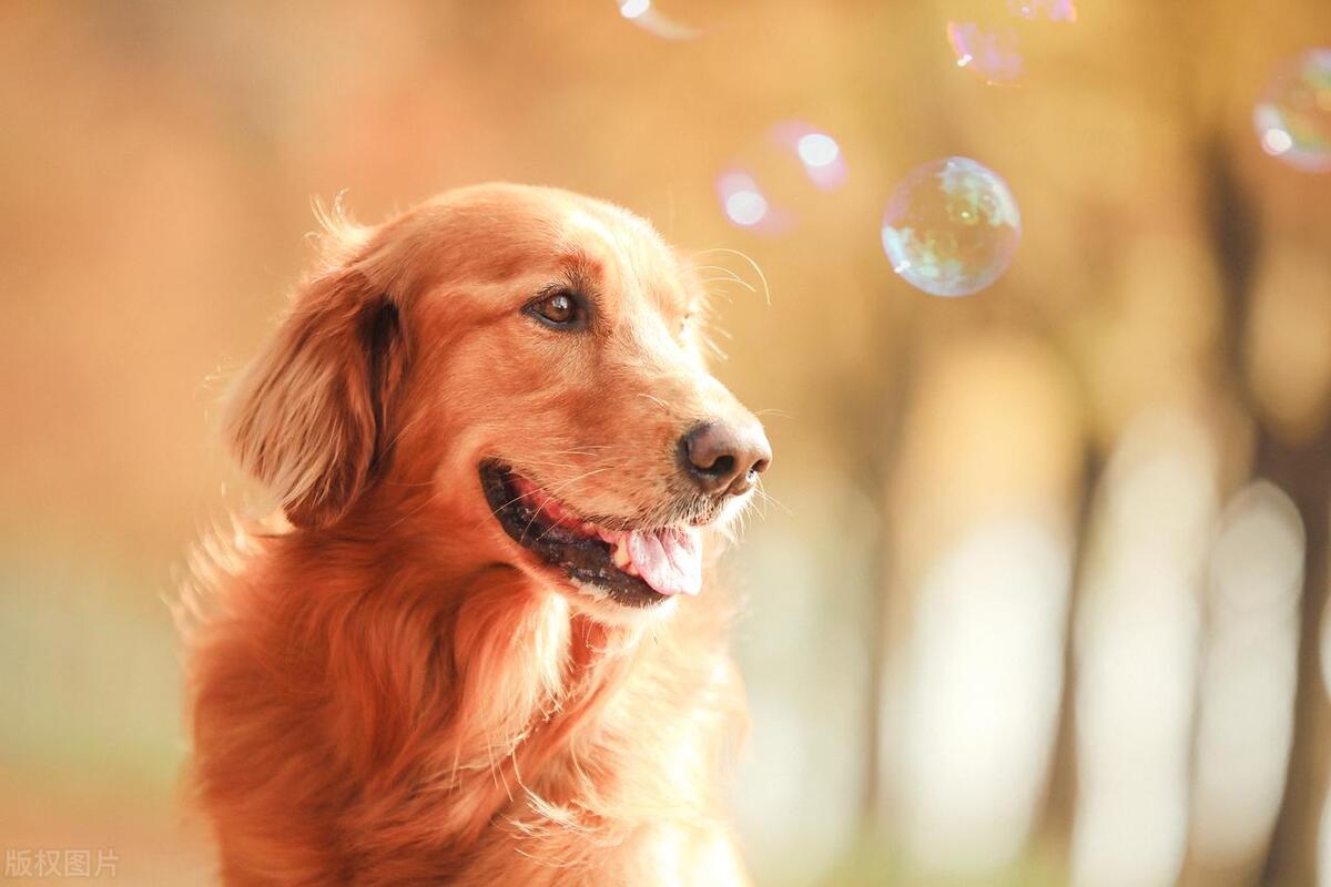 中华田园犬智商最高狗狗排名,宠物狗狗智商比拼top10