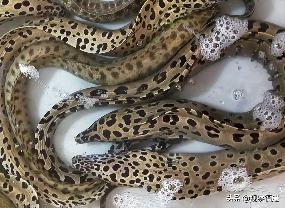 诏安秋天吃什么海鲜,福建各种海鲜图片大全