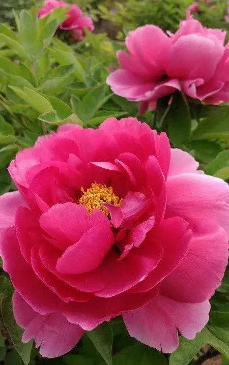 这二十幅极品花卉越看越醉,超好看又耐看的花卉图