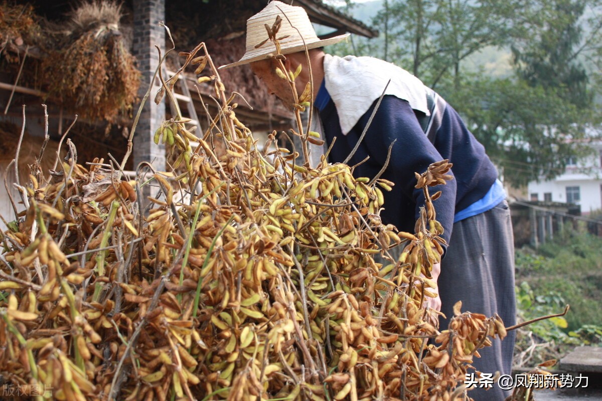大豆历史最高价格走势,大豆近五年市场价格走势