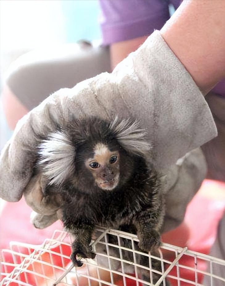 男人在路边意外捡到一只野猴子,男子捡到一只猴子带回家