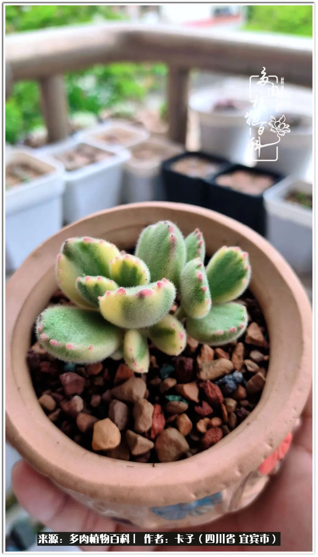 送我一轮明月文案,送我一轮明月