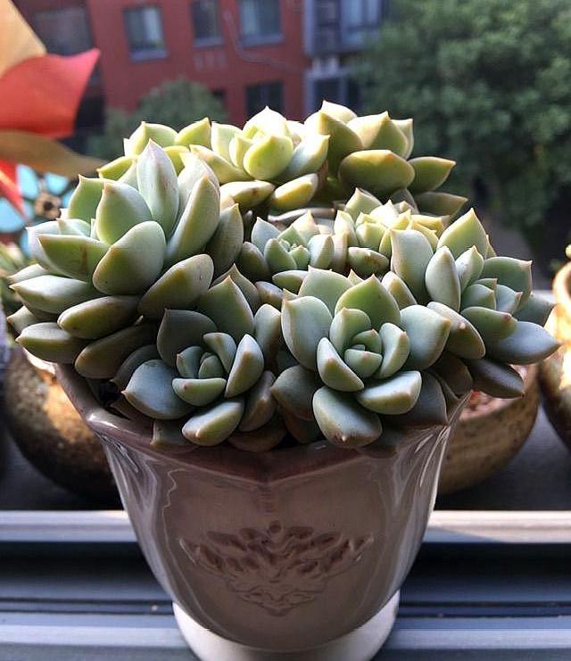 白牡丹是种子还是扦插种植,白牡丹怎么繁殖