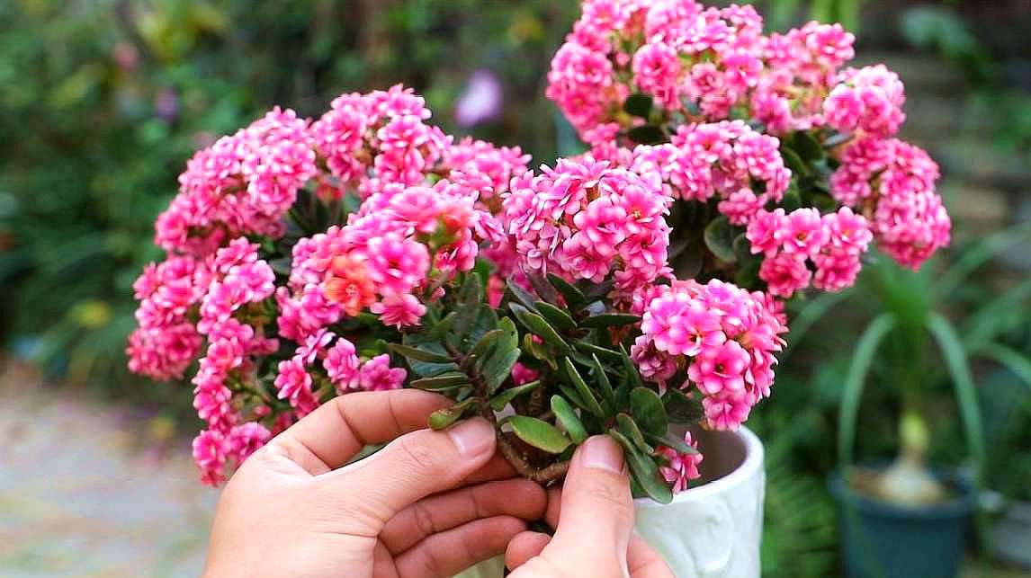 5种“旺宅花”，家里养一盆，全家运势旺，又漂亮又吉利