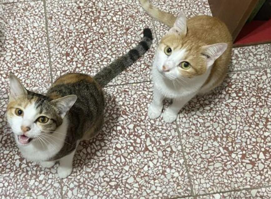 猫咪误食异物呕吐出来就没事了吧,猫咪把喂食软管吃进肚子里了