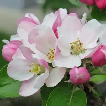 红富士苹果什么样的好吃,红富士脆甜苹果哪产的好吃