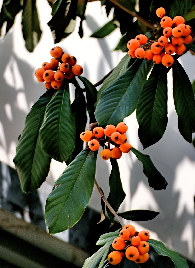 诗词鉴赏-南风树树熟枇杷，有关枇杷的诗词，写满了旧日的好时光