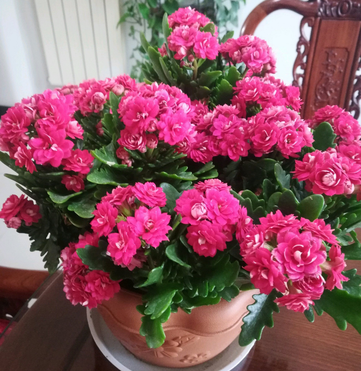 6种年宵花现在买最省钱,年宵花怎么养才旺财