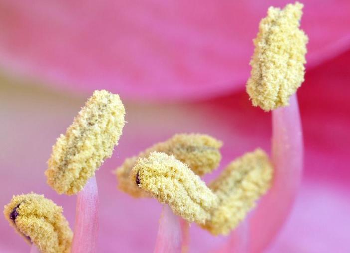 过敏性疾病的认识,过敏性鼻炎的流行病学