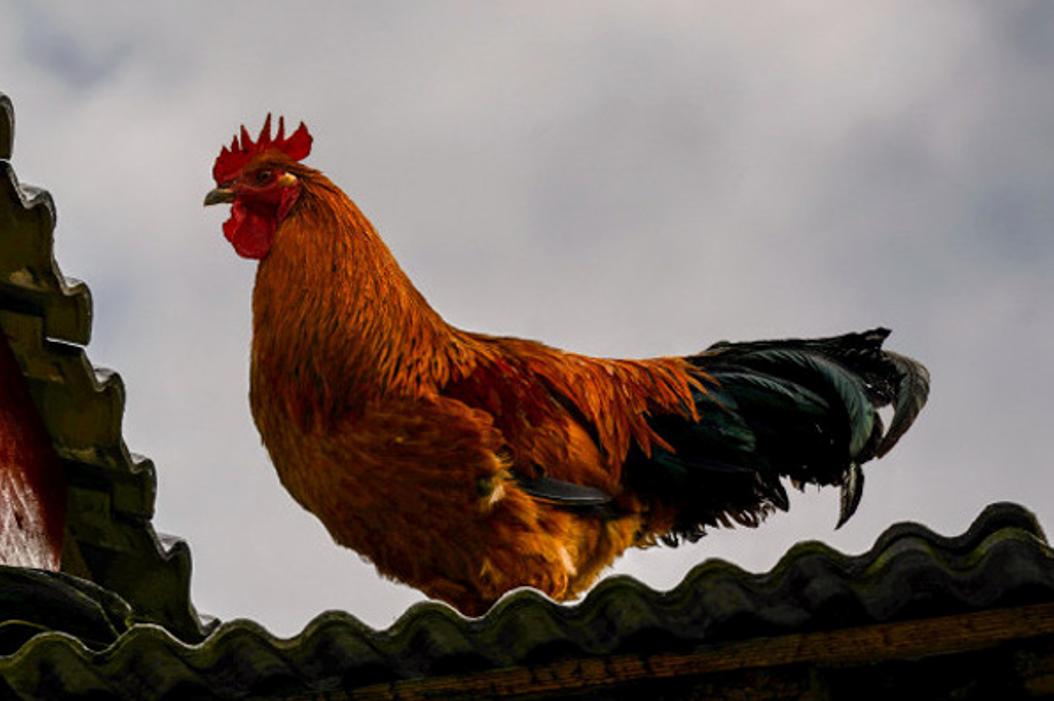 五毒之一的蜈蚣为什么怕公鸡,公鸡为什么能打败蜈蚣
