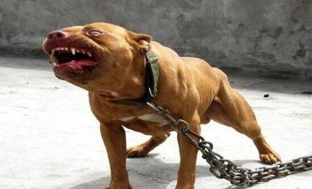 女童被狗咬伤后续狗主人,女童被大型犬咬伤原视频