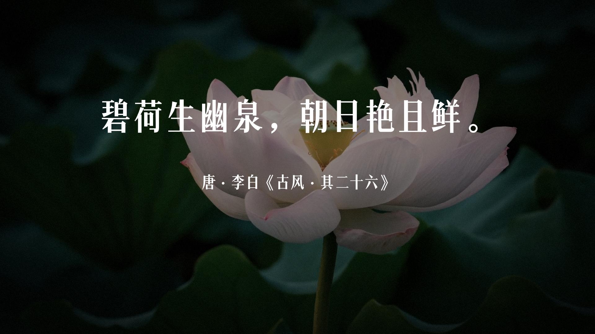 古诗词经典唯美名句关于荷花的,夏天赏荷花的唯美诗句大全