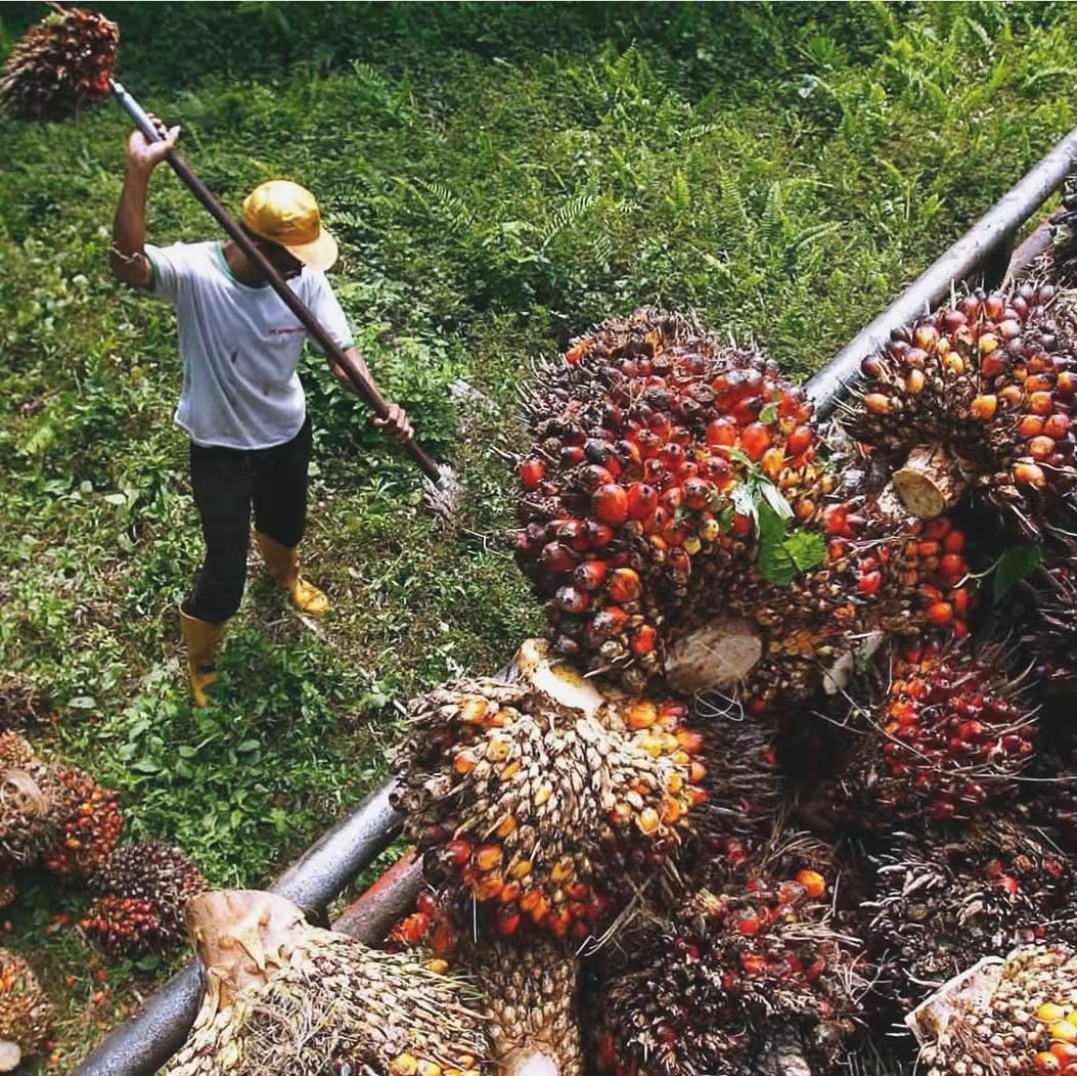 这种果子不常见，但用它做成的食用油，却是厨房用油中的“大佬”
