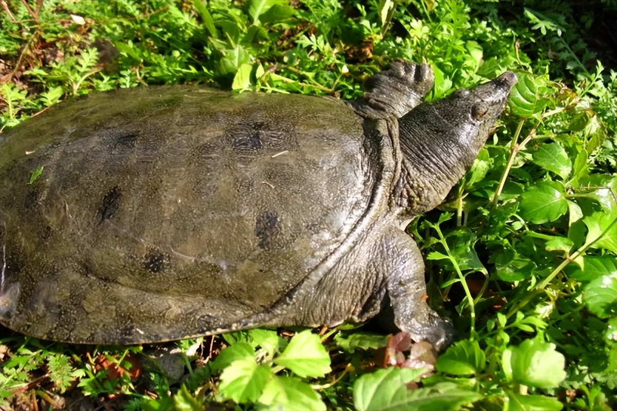 人们为什么不吃乌龟而却吃甲鱼,为什么吃甲鱼不吃乌龟