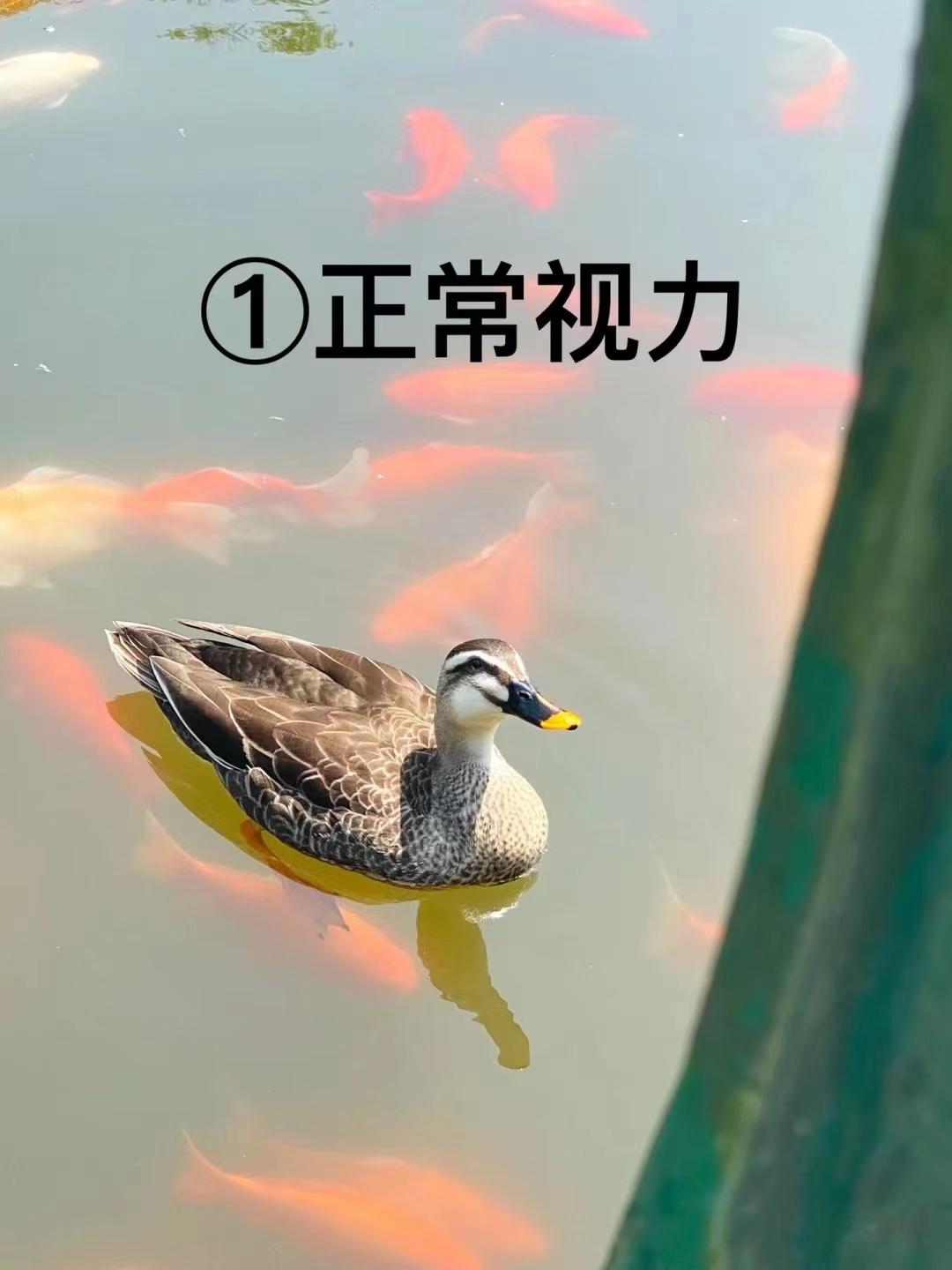 近视多少度以上要一直持续戴眼镜,近视多少度可以不戴眼镜正常生活