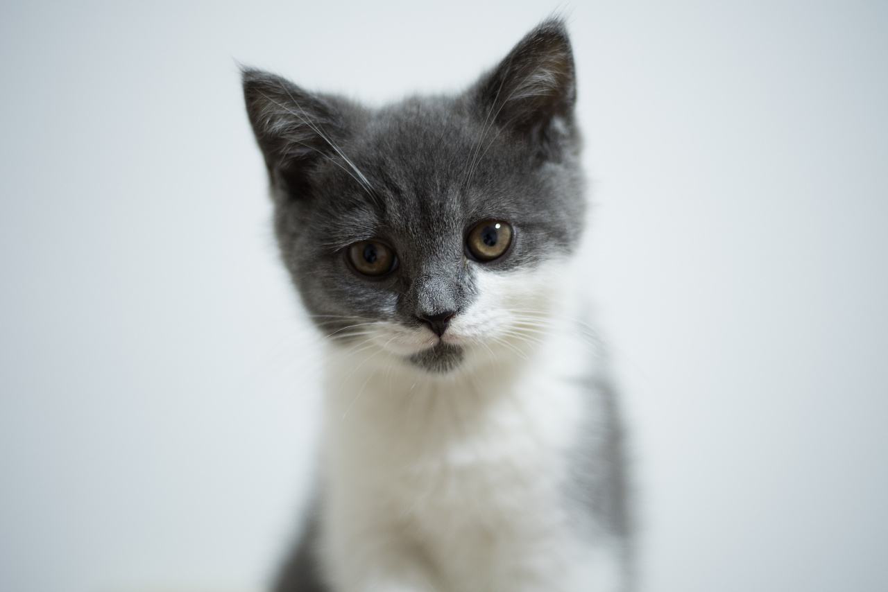 新手铲屎官养猫必备清单,新手铲屎官家里应该常备什么药