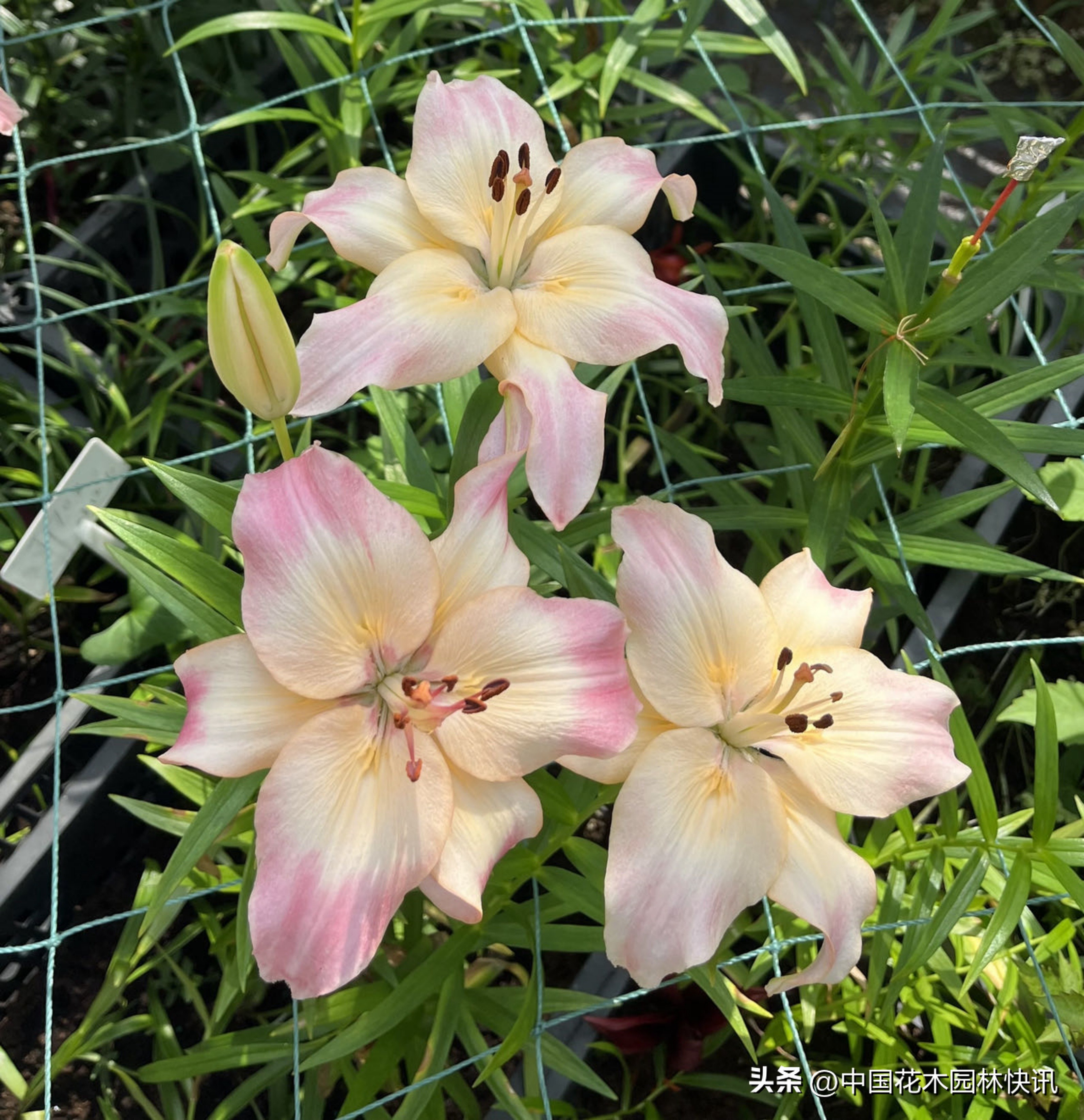 江西农大:缤纷百合花激情绽放国际登录品种各展娇姿