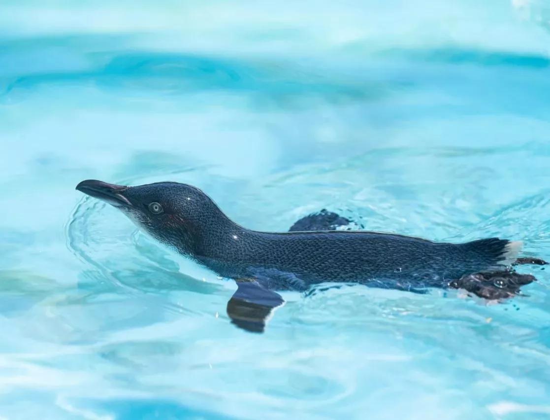 可爱动物照片合集,澳大利亚动物合集