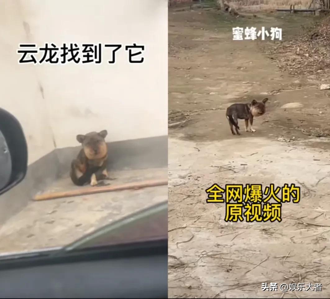 被虐待的网红狗现状,被虐待的网红狗现在怎么样了