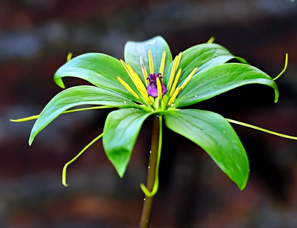 什么植物可以防止蛇,什么植物可以防蛇进家