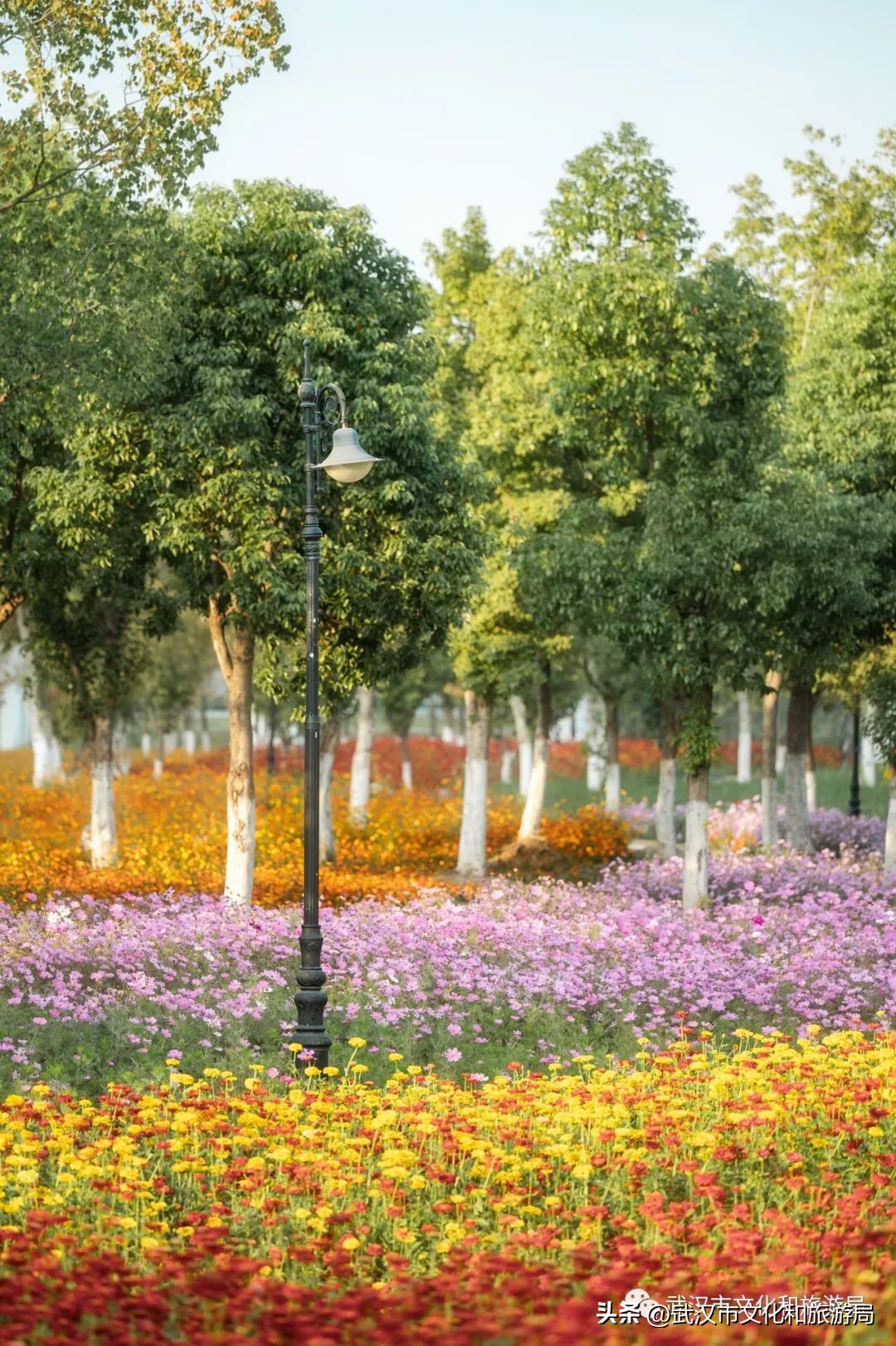 汉口江滩即将迎来百亩花田花海,汉口江滩紫色花海