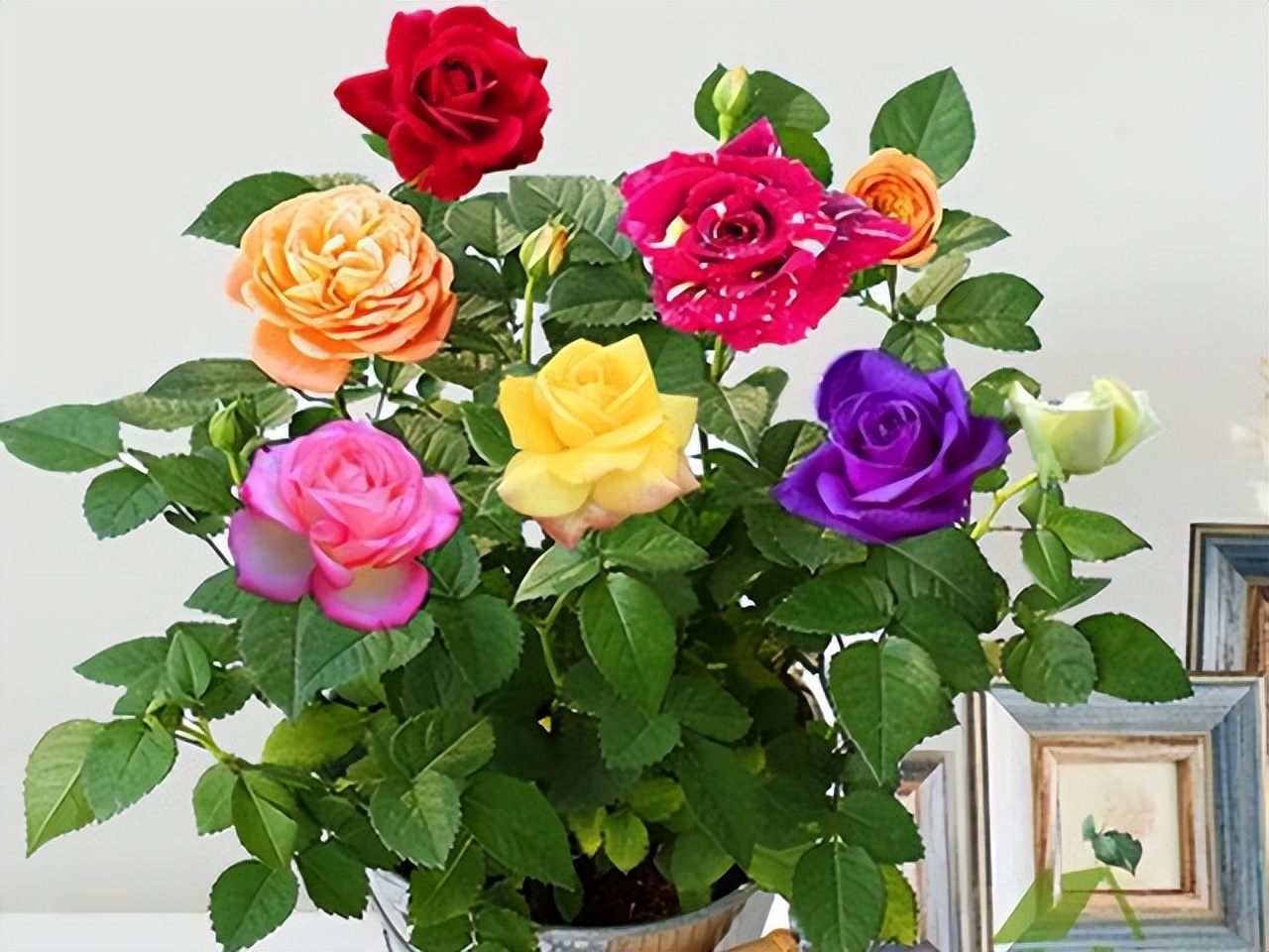 养花只用花多多1号可以吗,养花的5个秘密