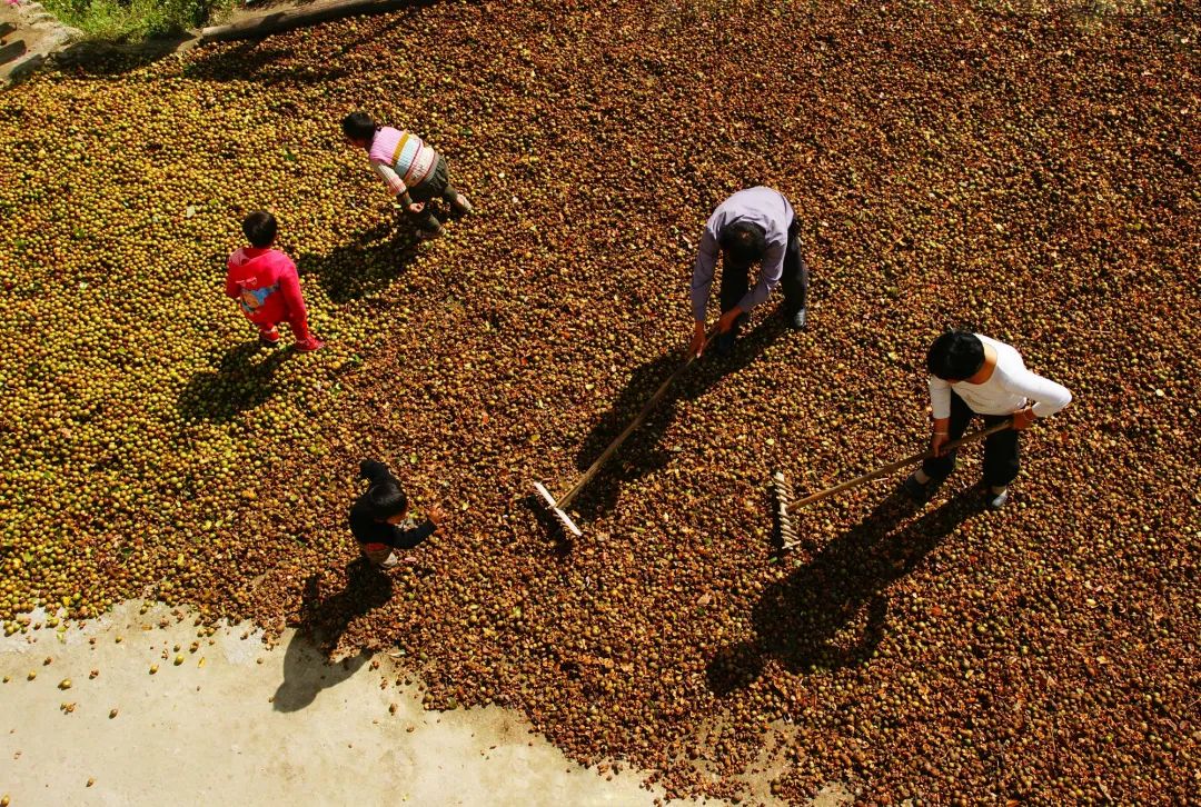 木本油料,木本油料哪种好