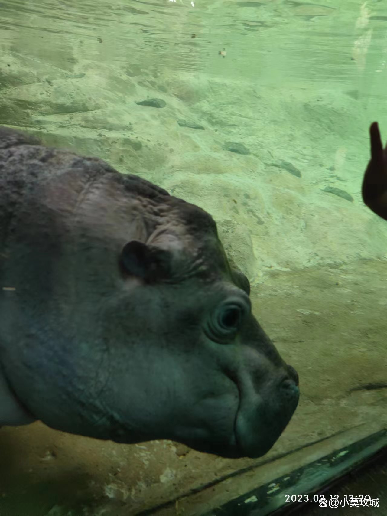 广州长隆野生动物园一天能玩完吗,广州长隆野生动物园可以开车进吗