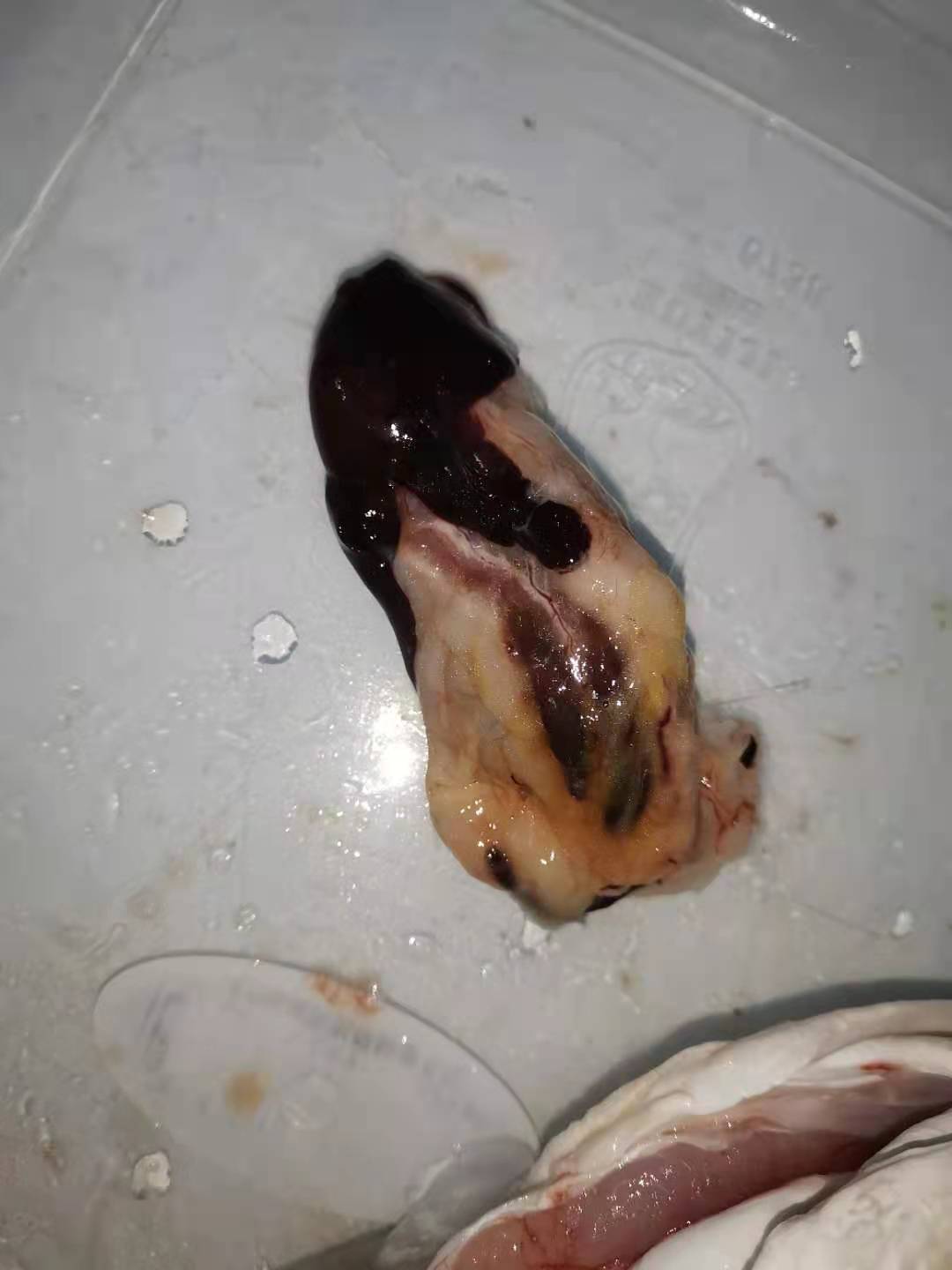 龙鱼病害防治图片,龙鱼常见疾病表现图片