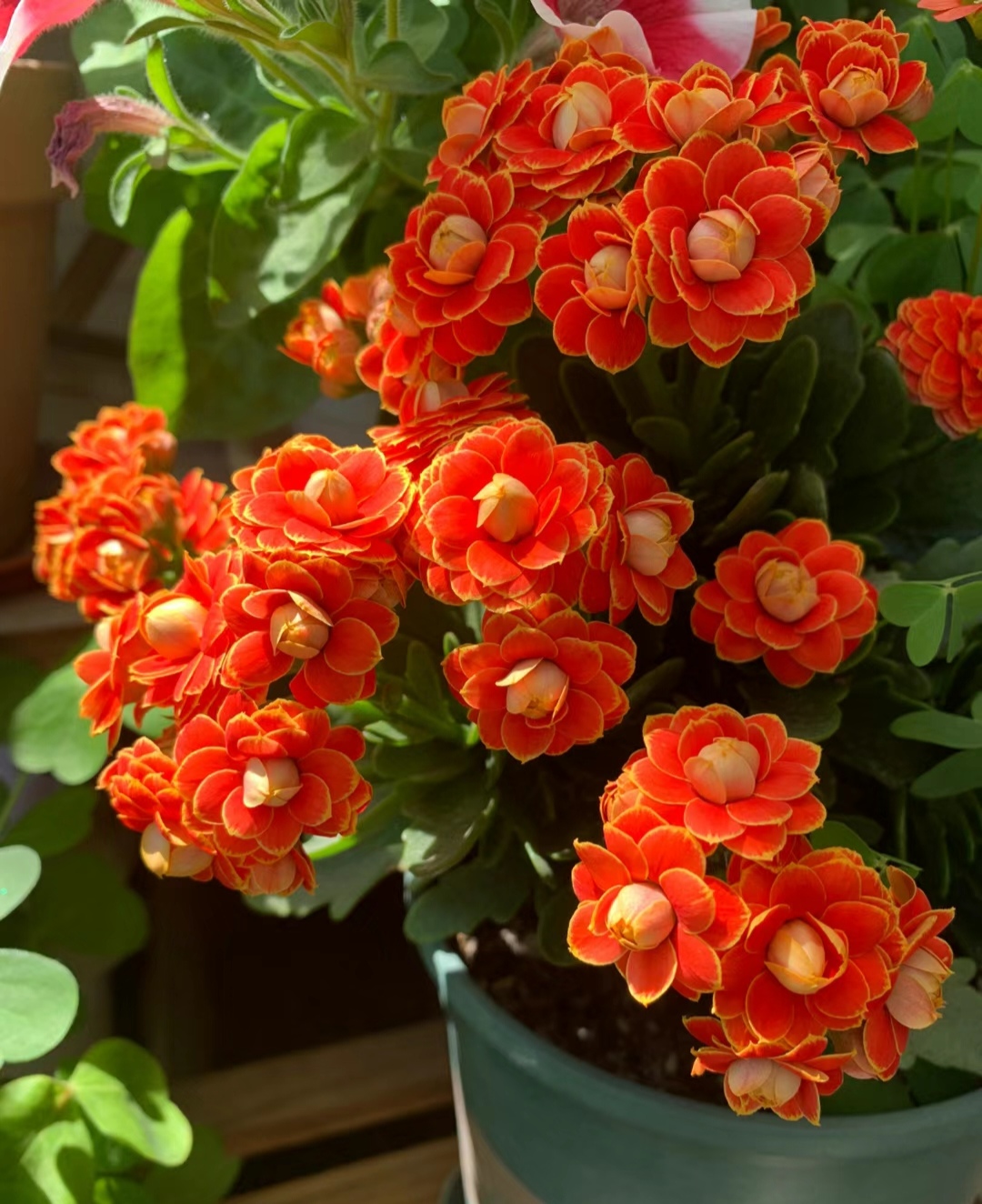 走霉运养什么花旺财运呢,养什么花好运气又旺财