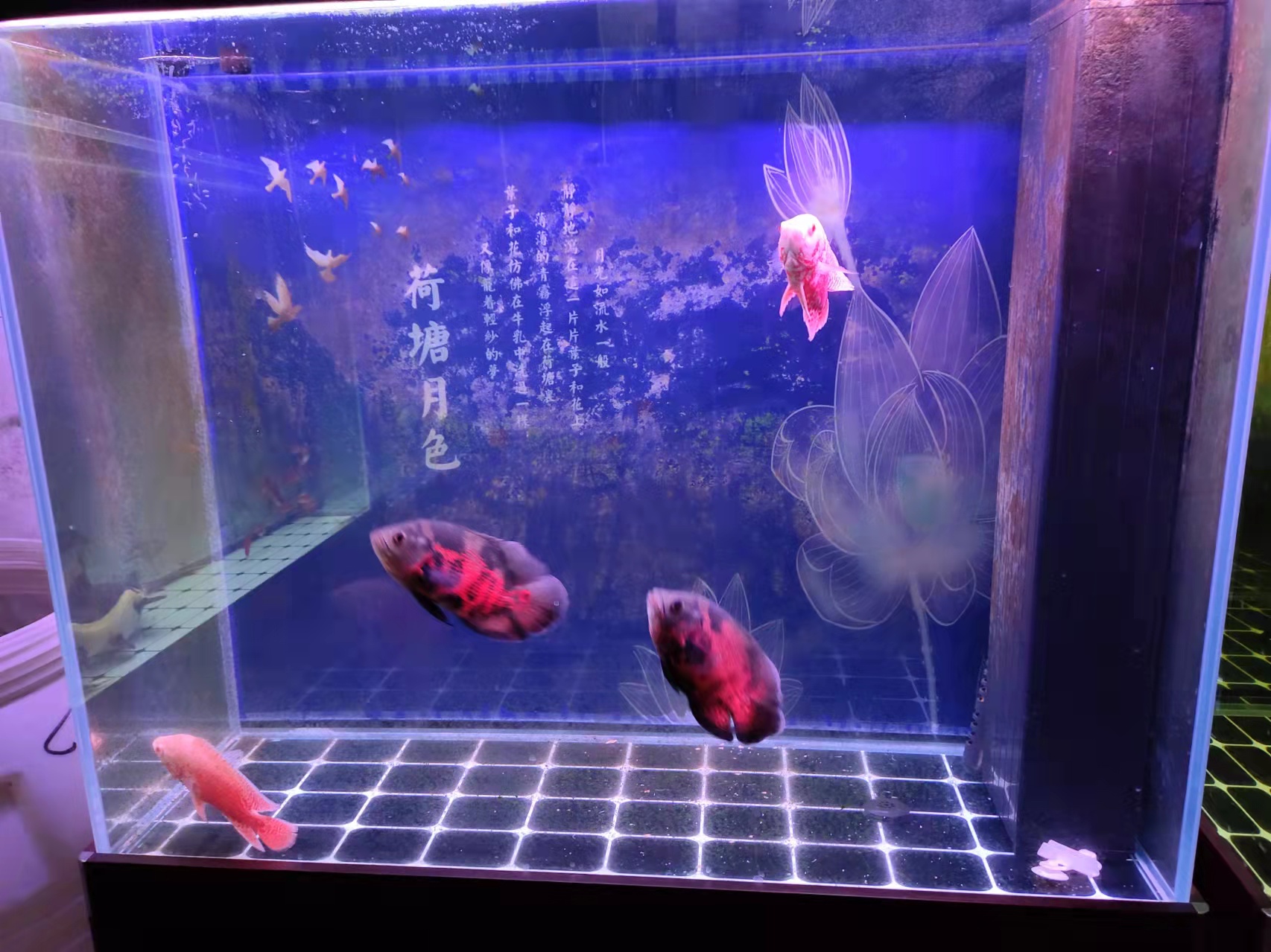 哪种观赏鱼最好养又不挑食,观赏鱼怎么不吃食