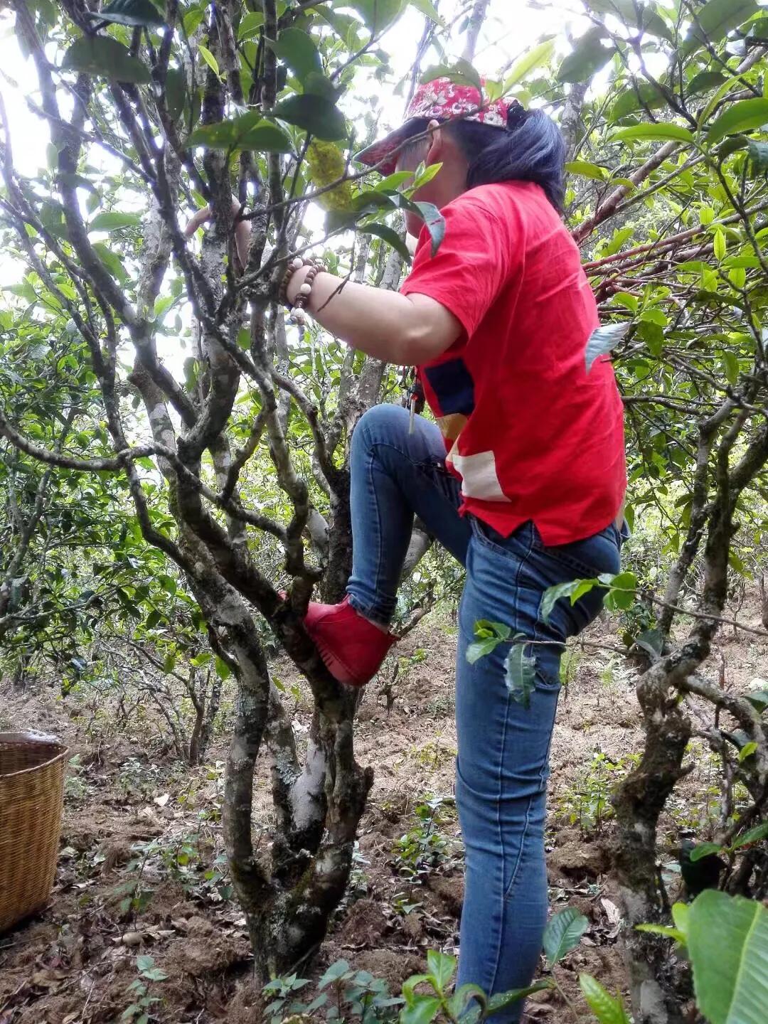 喜欢喝老茶还是新茶,为什么要收新茶和老茶