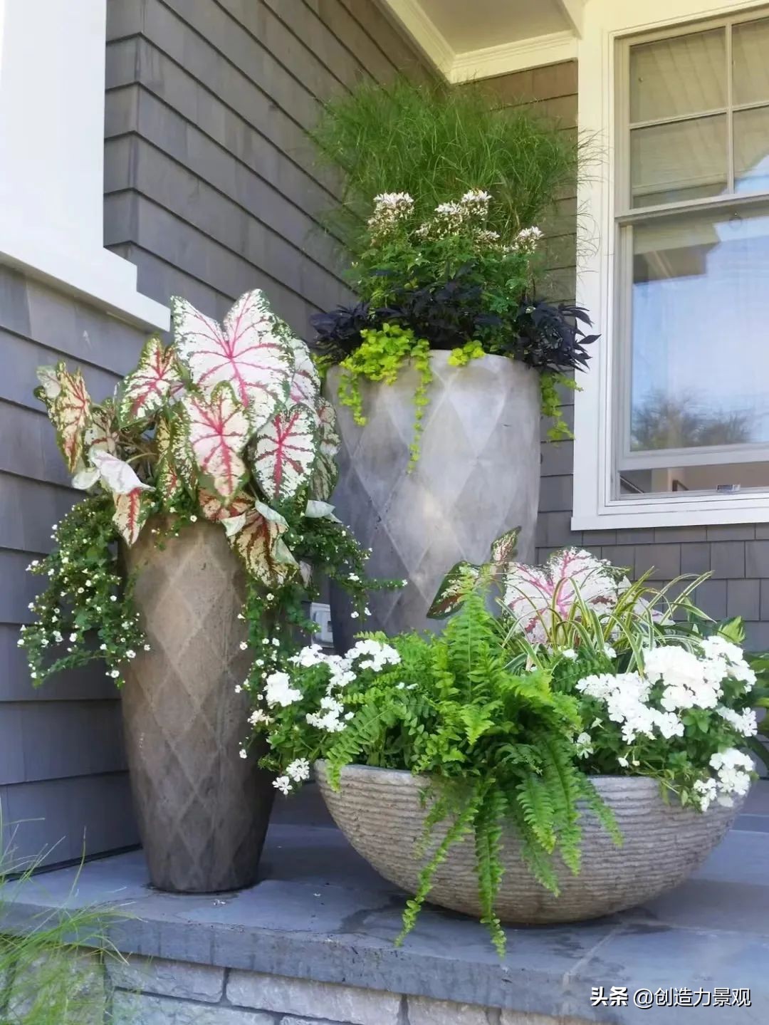 一花一草一世界原创花草,一花一草一世界赏花享受最好时光