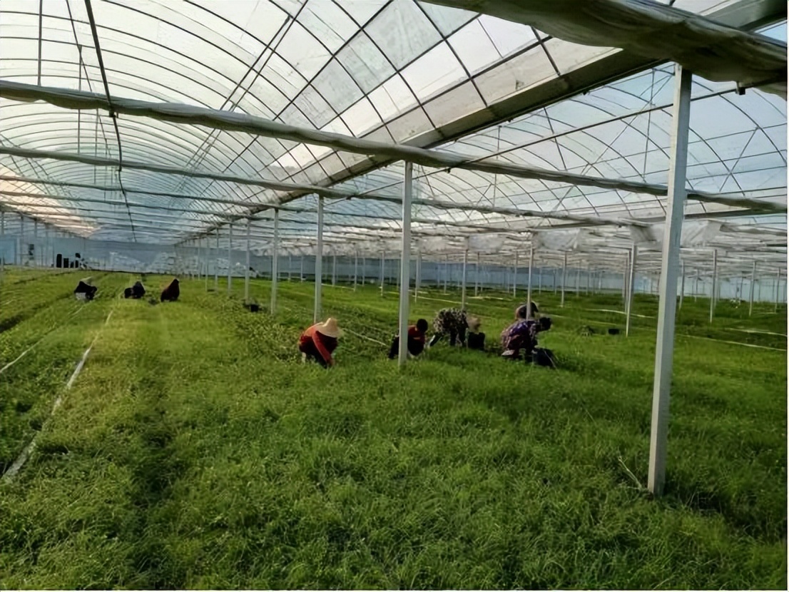 种菜致富大户带领村民致富,新干乡下农场