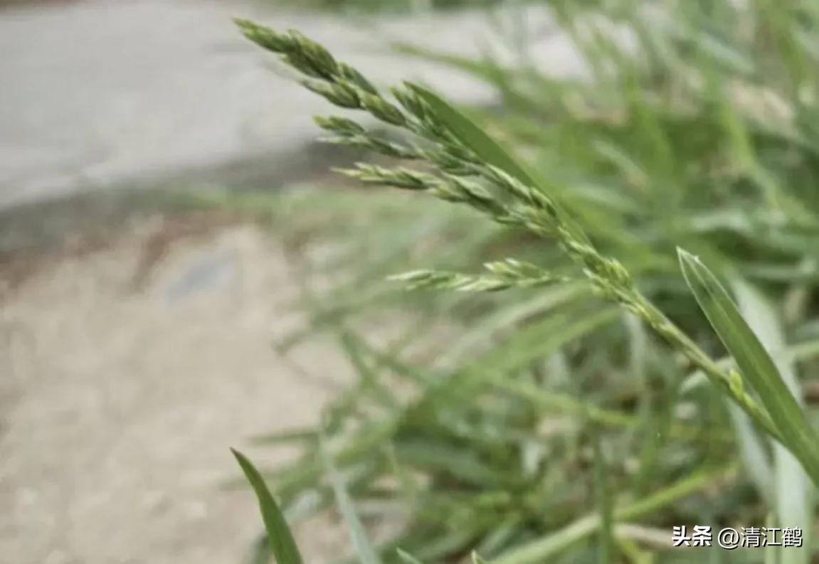 怎样解决除草剂对树的危害,十大恶性杂草除草方案